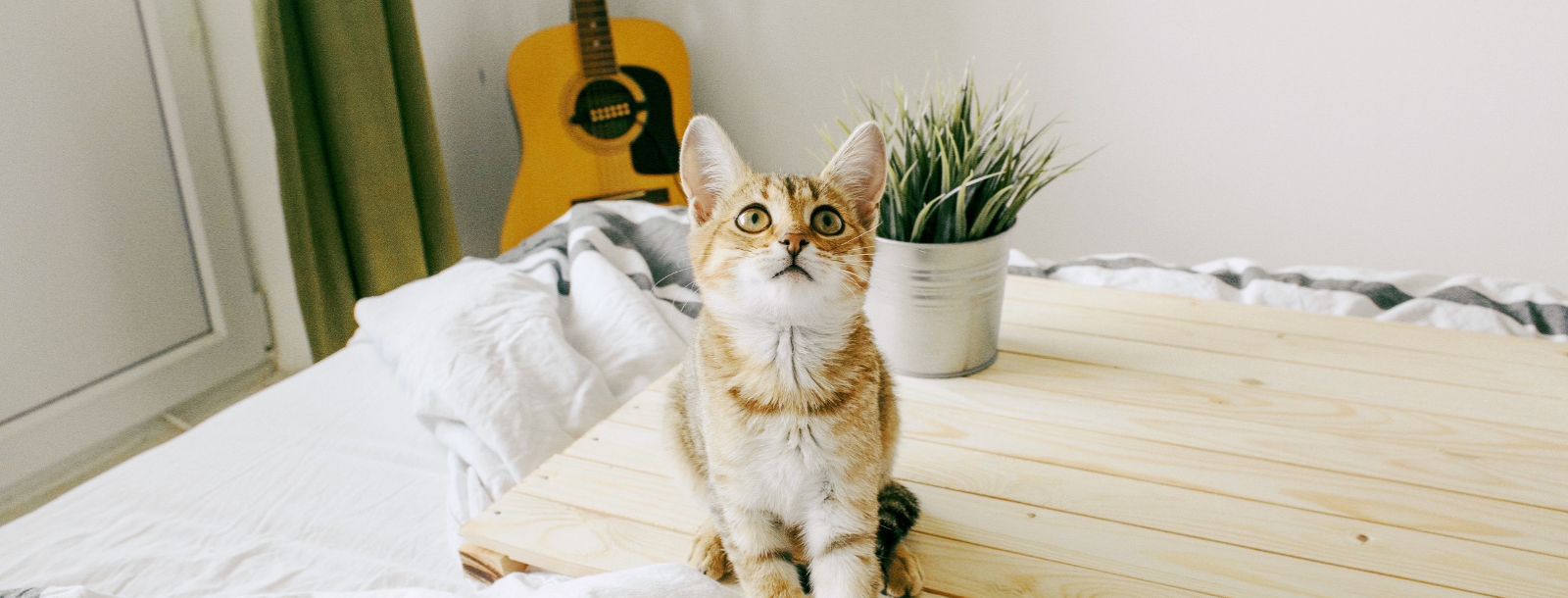 KEDİ TIRAŞI